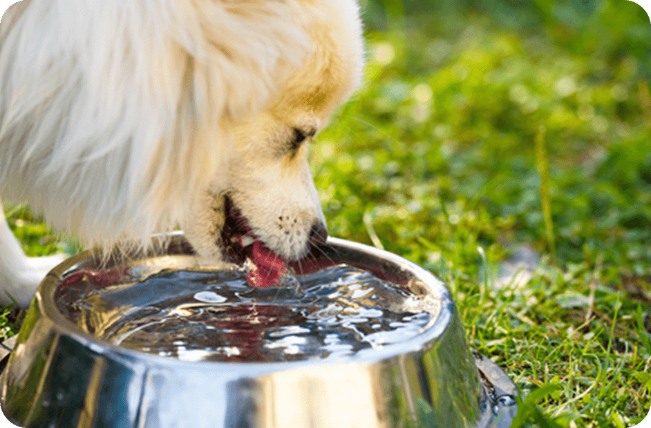 水を飲んでいるワンちゃん